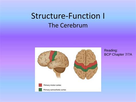 (PDF) Structure-Function I · • basal ganglia • limbic system (memory) Basal forebrain ...