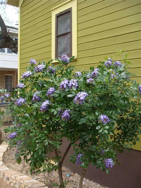 Texas Mountain Laurel