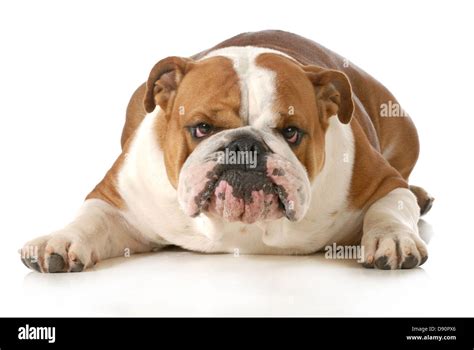 funny dog - english bulldog with silly expression isolated on white ...