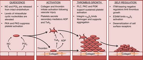 Platelet signaling: a complex interplay between inhibitory and activatory networks - Bye - 2016 ...