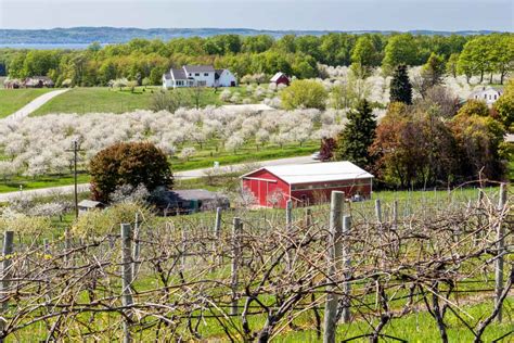 Cherry Picking Michigan 2024 - Lauri Mattie