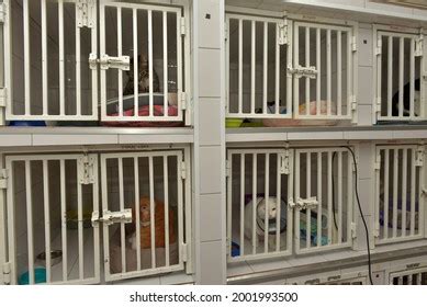 Cats Cage Animal Shelter Stock Photo 2001993500 | Shutterstock