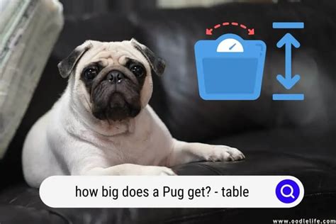 How Big Does A Pug Get? (Table) - Oodle Life