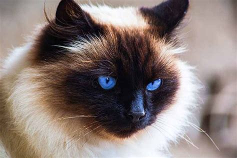 A Guide To The Himalayan Ragdoll Cat Hybrid