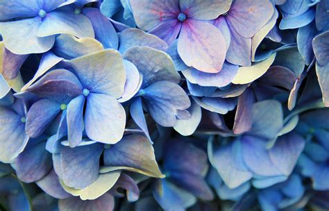 Blue Hydrangea Petals Free Stock Photo - Public Domain Pictures