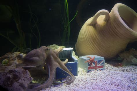 Otto the octopus uses her psychic powers to predict the referendum result