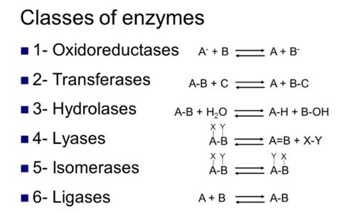 Enzymes | Definition, Classification & Functions