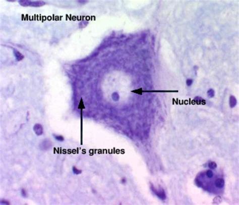 Nervous Tissue