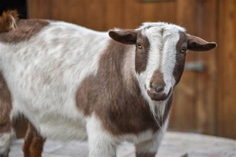 Nigerian Dwarf Goat | The Maryland Zoo