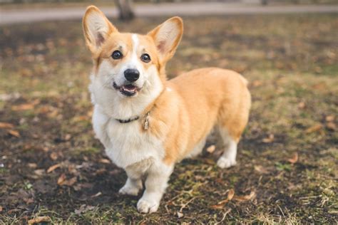 10 Fun Facts About Corgis, the Pint Size Dog Full of Energy