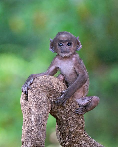 Baby Langur | Sean Crane Photography