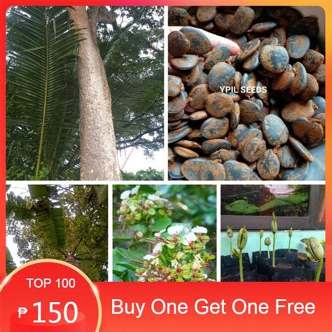 [Buy One Get One Free] IPIL/YPIL TREE SEEDS ( intsia bijuga) 5 seeds (BUY 2 GET 1 FREE) | Lazada PH