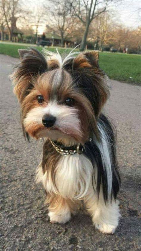 biewer terrier haircuts - - Image Search Results | Terrier puppies, Biewer yorkie, Cute dogs