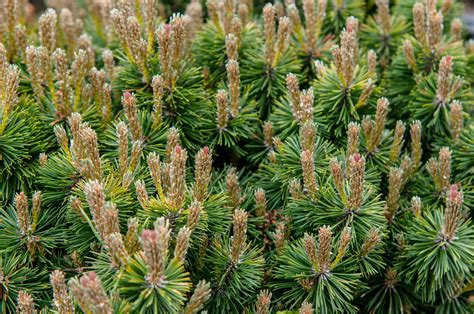 How to Grow and Care for Dwarf Mugo Pine