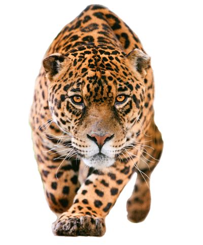 Jaguar Rainforest Animals, Nature Animals, Animals For Kids, Animals And Pets, Cute Animals ...