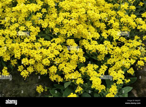 Gold Alyssum, Basket of Gold or Gold Dust, Aurinia saxatilis ...