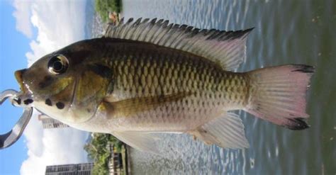 Blackchin Tilapia Sarotherodon melanotheron exotic florida fish