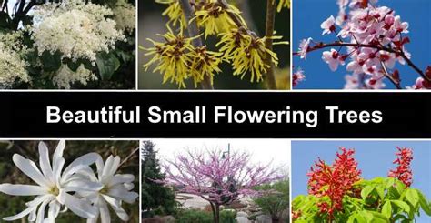 19 Small Flowering Trees with Pictures for Easy Identification