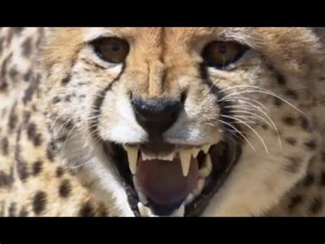 Cheetah chases Gazelle - Inside the Perfect Predator - BBC | Gazelle ...