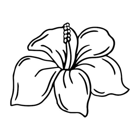 Premium Vector | Hibiscus flower outline. hibiscus line art vector illustration