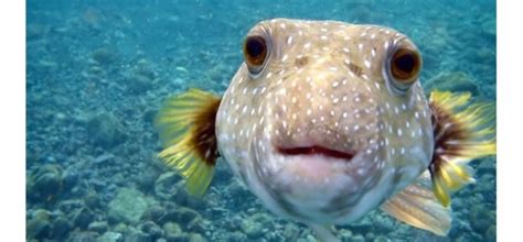 Japanese Cuisine: Why Do Japanese Eat Fugu? | Motivist Japan