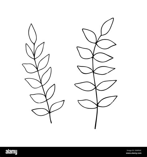 Simple leaf Black and White Stock Photos & Images - Alamy