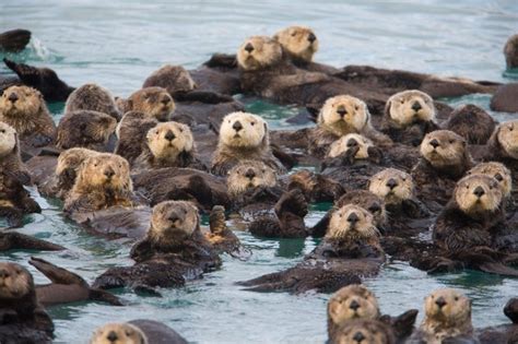 I need to get this children's book. : Otters