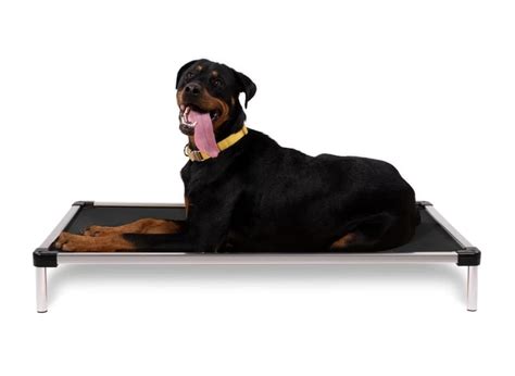 The Best Chew Proof Dog Beds For Your Rescue Dog