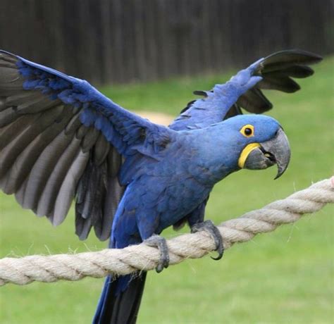 Hyacinth Macaw_ blue beauty! | Macaw, Pet birds, Blue macaw