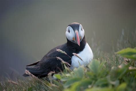 Premium Photo | Beautiful bird puffin in iceland