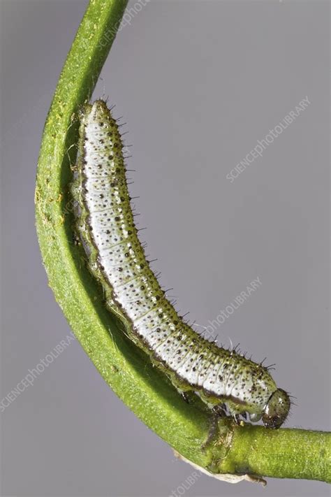 Orange tip butterfly caterpillar - Stock Image - C009/7365 - Science Photo Library