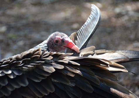 Urban Wildlife Guide: Turkey Vulture