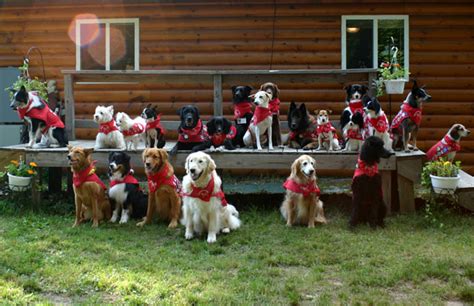 What It's Like to Go to Dog Scouts Camp - Vetstreet | Vetstreet