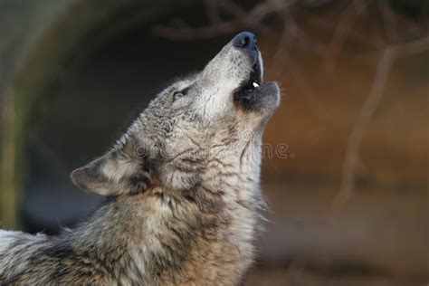 Howling Gray Wolf stock photo. Image of head, calling - 146015702