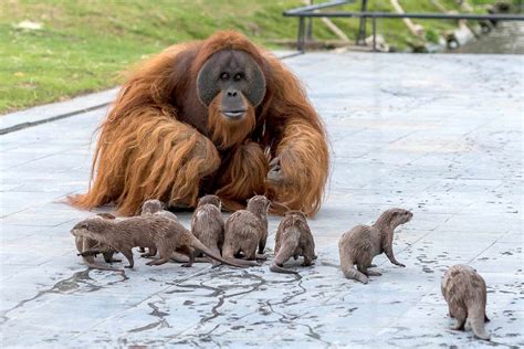 Orangutans Form 'Very Special Bond' with Otters Sharing Zoo Home