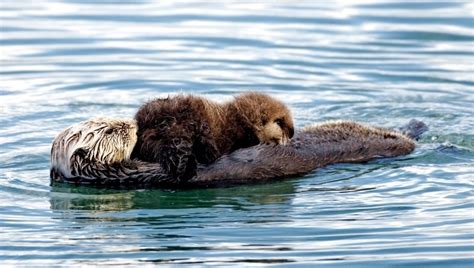 Pacific Sea Otter – "OCEAN TREASURES" Memorial Library