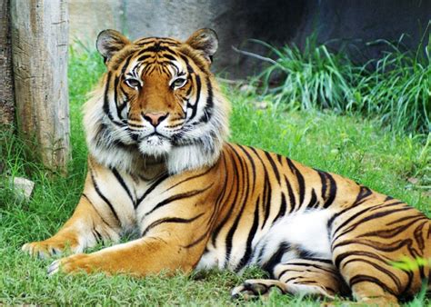 Malayan Tiger - TIGERS