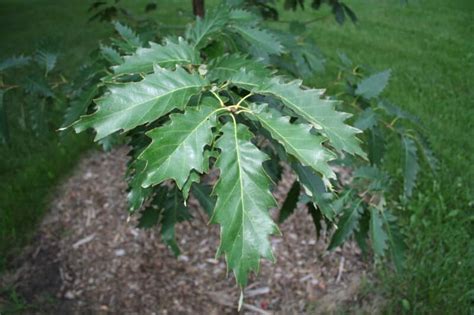 20 Interesting Facts about The Chinkapin Oak Tree - Treebanyan.com