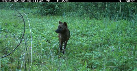 Tourism and Wildlife Impacts in Glacier Bay (U.S. National Park Service)