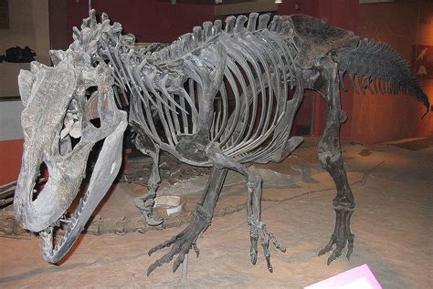 10 Key Facts About the Allosaurus