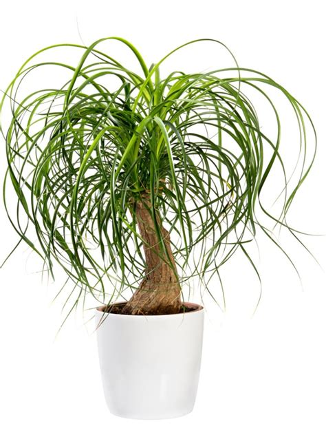 Ponytail Palm Tree Information - How To Care For A Ponytail Palm