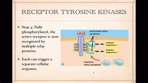 Receptor Tyrosine Kinase