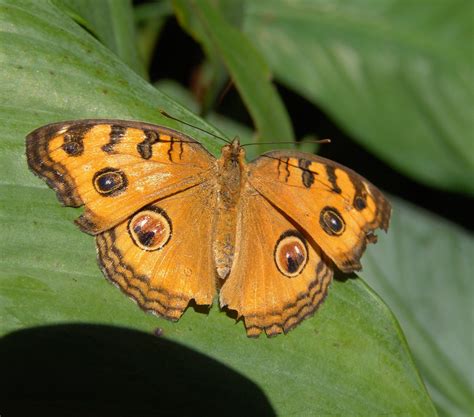 Butterfly Pavilion in Westminster, Colorado - Kid-friendly Attractions ...