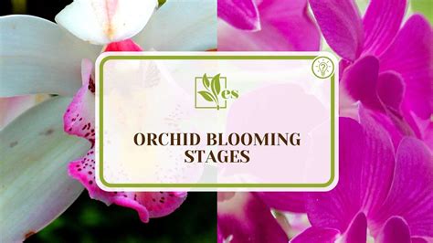 Orchid Blooming Stages: What is the Flowering Journey?