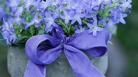 Flowers Vase, flowers, purple, small, ribbon, HD wallpaper | Peakpx