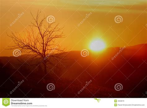 Single tree while sunset stock image. Image of tree, ridge - 4553679