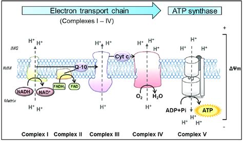 o vento está forte Barry Manto oxidative phosphorylation process ...