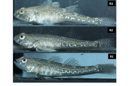 Female common gobies representing the three ripeness stages to which... | Download Scientific ...