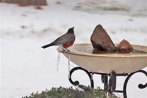 Winter Bird Baths: Everything You Need To Know - Bird Feeder Hub