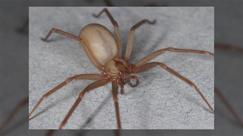 Brown recluse spiders: Facts, bites & symptoms | Live Science